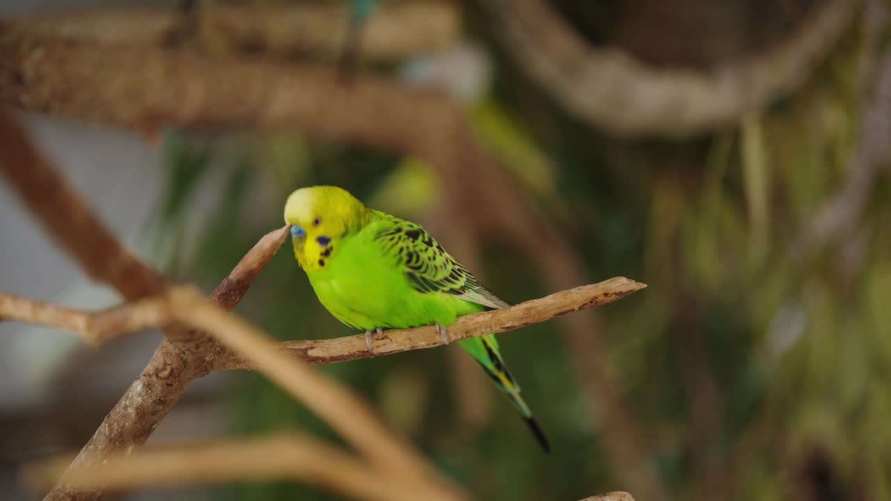 A colourful Budgerigar hopping along a branch and pecking at the branch above