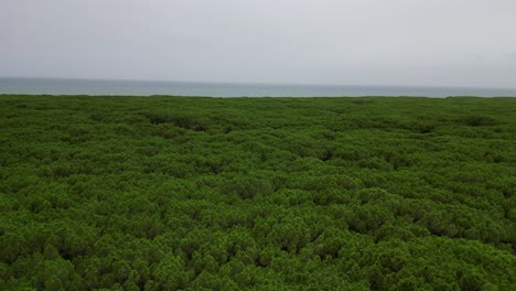 Bosques-De-Pinos-Pinares,-Playa-Toscana-Italia