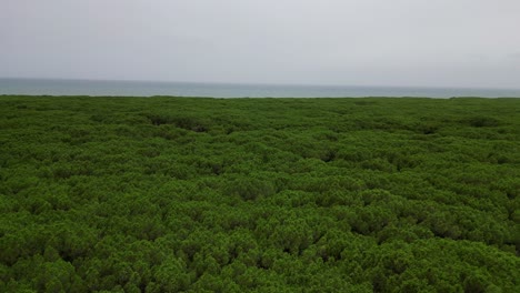 소나무 숲, 해변, 토스카니, 이탈리아