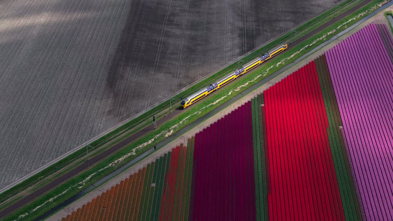 Veduta aerea della linea ferroviaria che si snoda tra colorati campi di fiori, Paesi Bassi