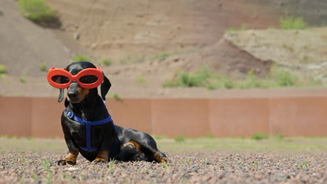 un lindo y inmóvil dachshund en miniatura sentado con gafas de sol divertidas