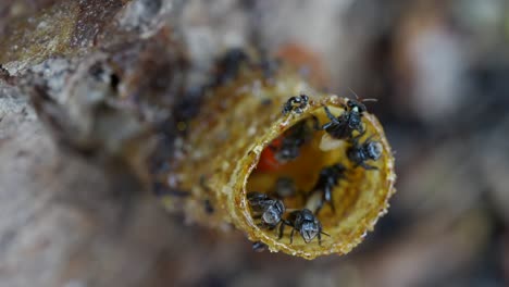 A-slow-motion-macro-video-of-stingless-bees-going-in-and-out-of-their-wax-entrance-pipe-that-leads-to-their-bee-colony-inside-the-tree-trunk