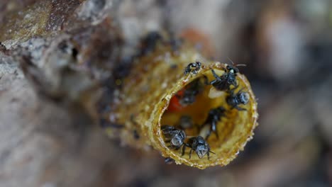 un video macro en cámara lenta de abejas sin aguijón entrando y saliendo de su tubo de entrada de cera que conduce a su colonia de abejas dentro del tronco del árbol