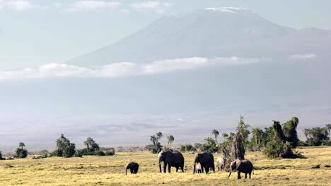 close up of mt kilimanjaro with a herd of elephants at amboseli