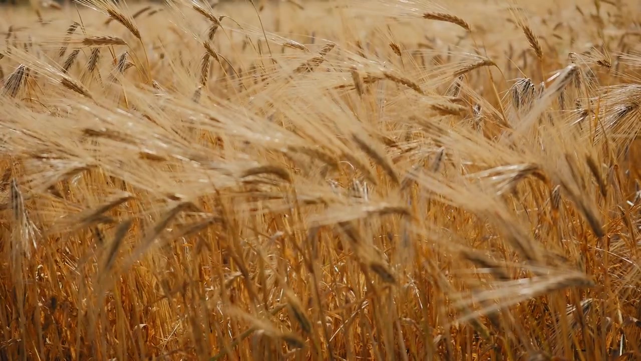 Weitwinkelansicht von goldenen Weizenpflanzen, die sich sanft im warmen Sonnenlicht wiegen, mit reifer Getreidetextur, ländlicher Ackerlandschaft und friedlicher Erntestimmung!