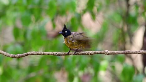 the black-crested bulbul is famous for its punky black crest and yellow body that makes it desirable for birders from around the world