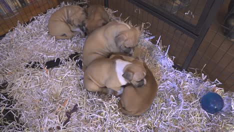 Purebred-Cane-Corso-puppies-cuddling-together