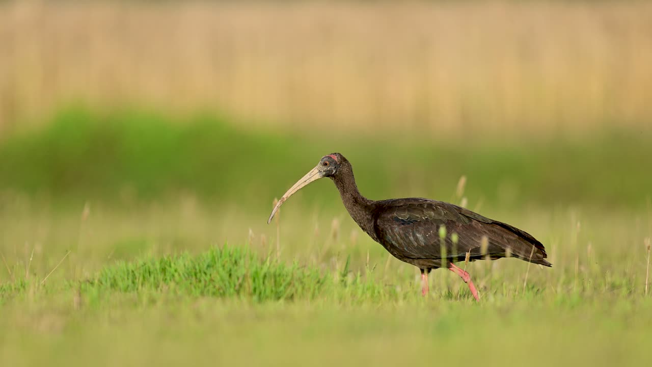 Comportamento alimentare naturale catturato in un ambiente rurale pacifico.