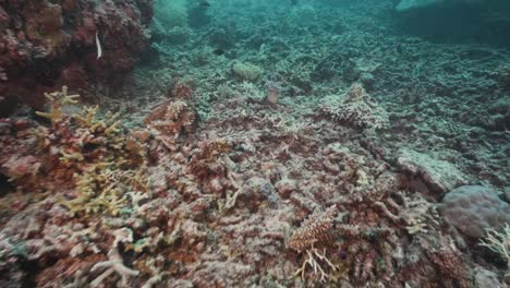 Arrecife-De-Coral-Blanqueado-Muerto