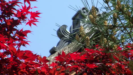 japanese roof ornamentation seen through pine needles and japanese maple leaves