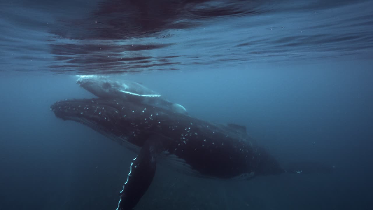 엄마와 새끼 고래가 함께 은 물에서 쳐서 프랑스령 폴리네시아 타히티 섬 주변의 표면에서 헤엄치고 있습니다.