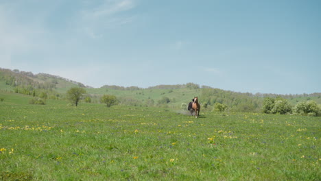 caballo marrón claro con amigo oscuro corre libremente a lo largo del campo