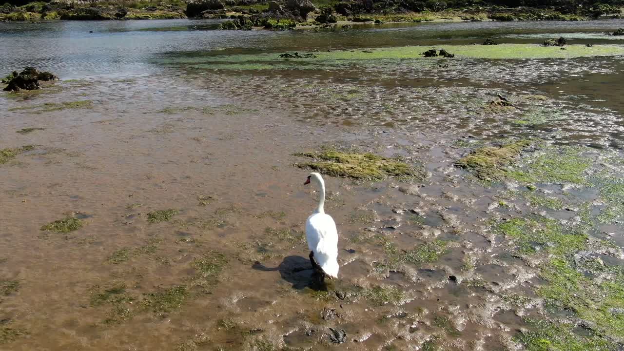 seguir el cisne blanco en la reserva natural, caminar sobre marismas, ecosistema natural español
