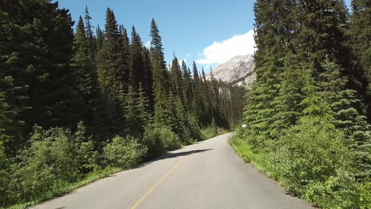 A winding road cuts through dense evergreen forests with tall trees under a clear blue sky