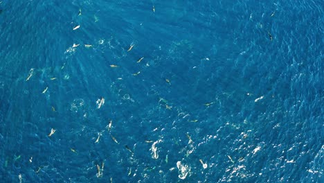 common dolphins resting before hunt, sardine run south africa, aerial