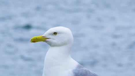 Nahaufnahme-Einer-Bokeh-Aufnahme-Einer-Möwe,-Die-Am-Meer-Zittert-Und-Nach-Nahrung-Sucht