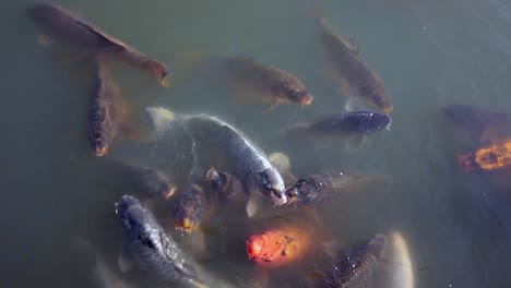 Enjambre-De-Peces-Japoneses-Comiendo