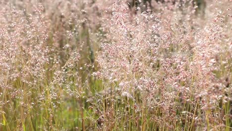 espigas de trigo movidas por el viento, perfectas para el cultivo de fondo de video