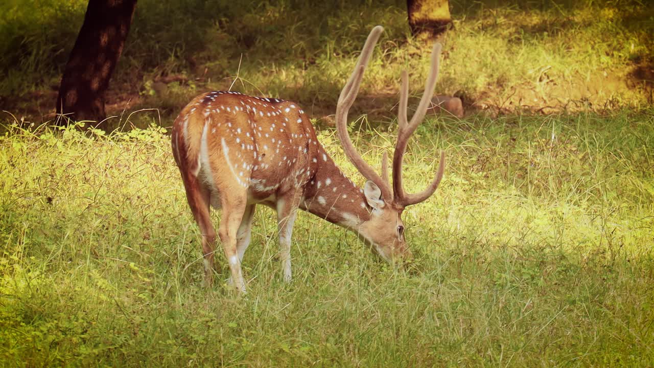 chital o cheetal, también conocido como venado manchado, venado chital y venado de eje, es una especie de venado que es nativa del subcontinente indio. parque nacional de ranthambore sawai madhopur rajasthan india