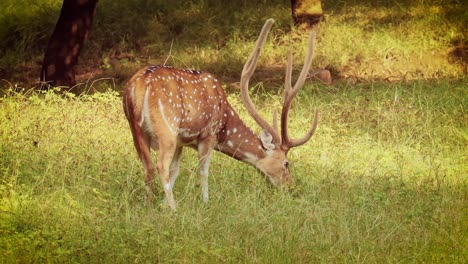 Chital-O-Cheetal,-También-Conocido-Como-Venado-Manchado,-Venado-Chital-Y-Venado-Axis,-Es-Una-Especie-De-Venado-Originaria-Del-Subcontinente-Indio.-Parque-Nacional-Ranthambore-Sawai-Madhopur-Rajastán-India