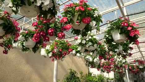 Flores-Y-Plantas-En-Una-Gran-Tienda-De-Jardinería-4k