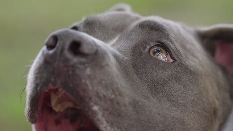 yellow pitbull dog eyes extreme close up in slow motion