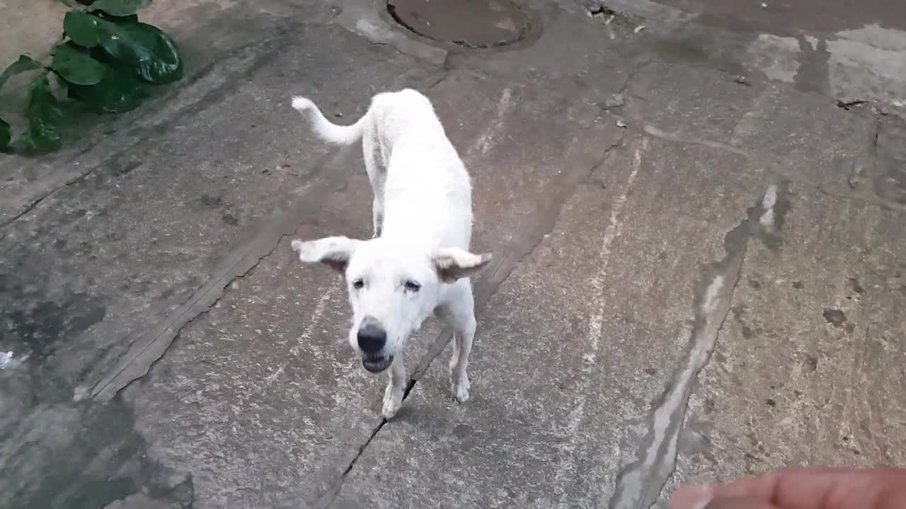 video en cámara lenta de un perro callejero blanco atrapando galletas que le arrojan