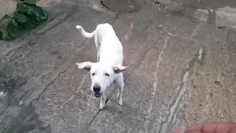 Slow-motion-video-of-a-white-stray-dog-catching-biscuits-thrown-at-it