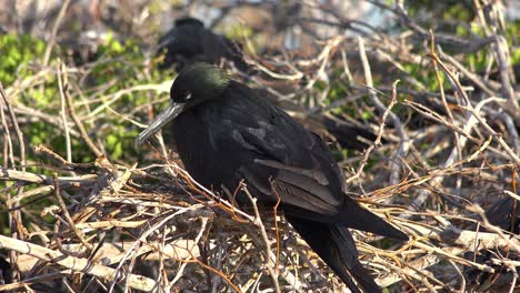 A-magnificent-or-great-frigatebird-sits-on-its-nest-in-the-Galapagos-Islands