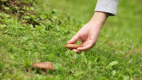 hand pullout brown mushroom on the ground with green lawn