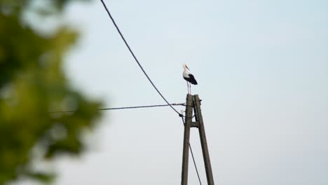 white stork  sitting still