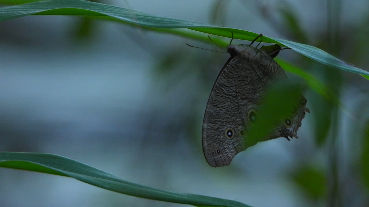 mariposa en la hierba uhd mp4 4k video.