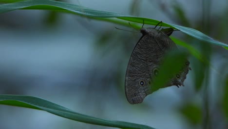 butterfly-in-grass-uhd-mp4-4k-Video.