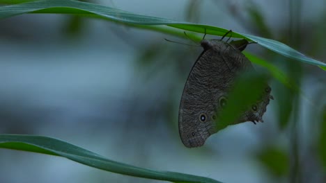 Mariposa-En-La-Hierba-Uhd-Mp4-4k-Video.