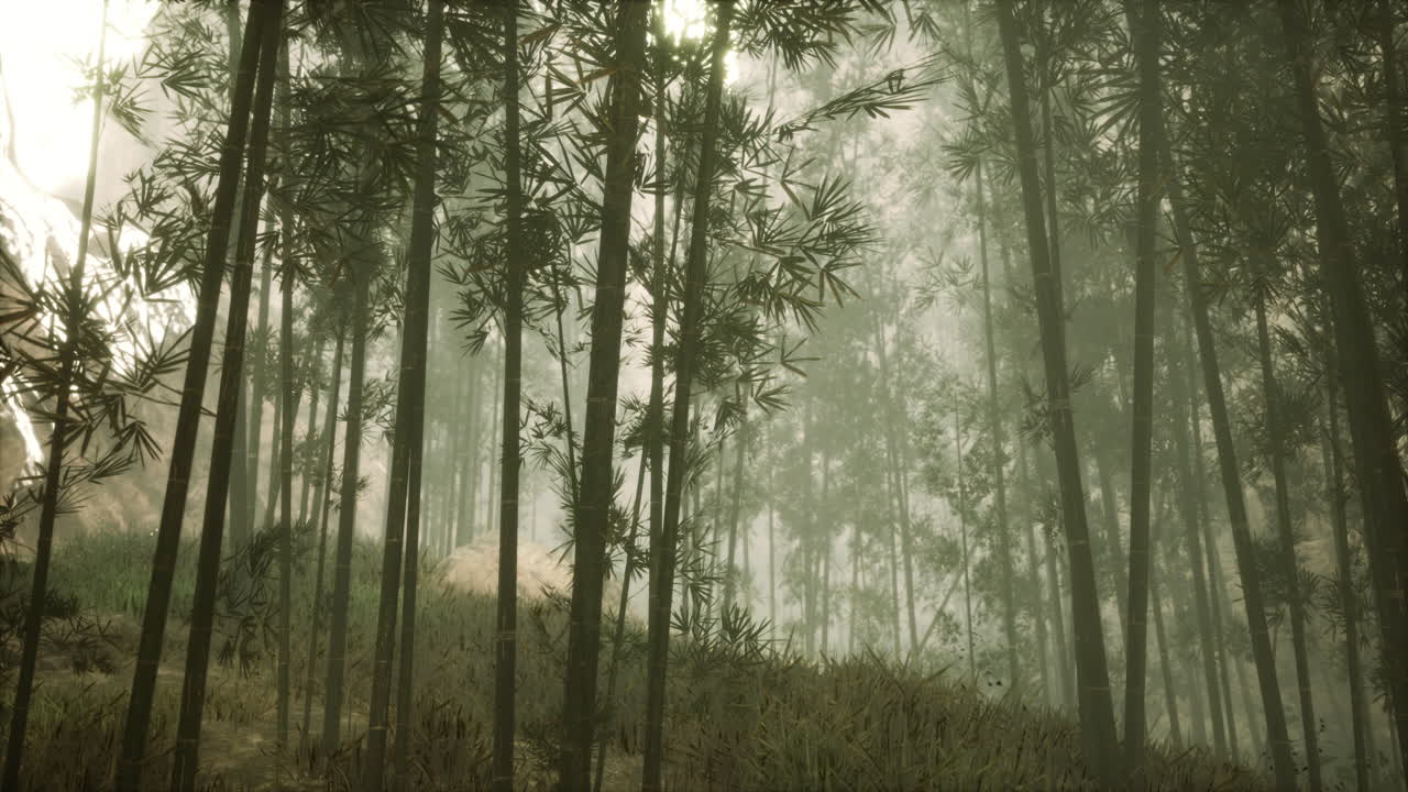 아침  ⁇ 빛 이 있는 아시아 대나무 숲