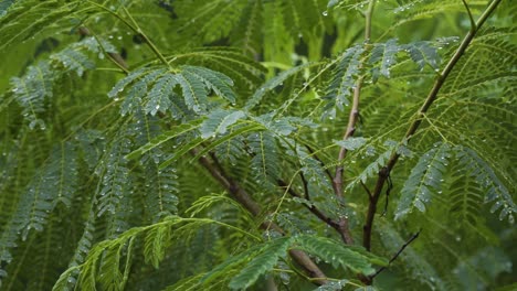 Planta-Que-Se-Balancea-Ligeramente-Con-El-Viento-Con-Gotas-De-Lluvia-Colgando-De-Las-Hojas,-Selva-Tropical