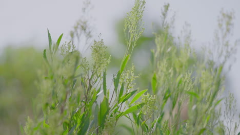 Beautiful-plants-swaying-gracefully-in-slow-motion,-capturing-the-poetic-dance-with-the-wind-and-showcasing-the-elegance-of-nature