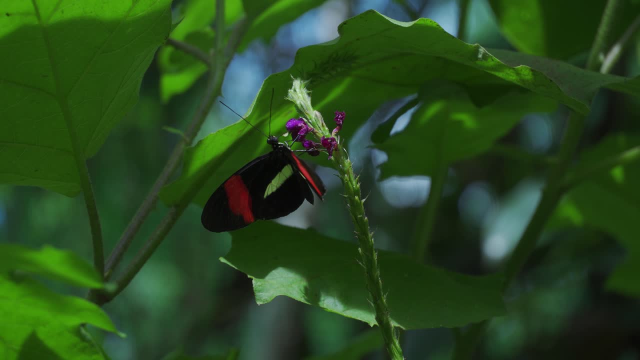 mariposa negra y roja alimentándose de flor morada