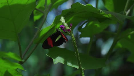 mariposa negra y roja alimentándose de flor morada