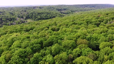 Reverse-slo-mo-flyover-over-forest-of-trees