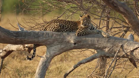 a watchful leopard resting in a fallen tree in golden light, khwai, botswana