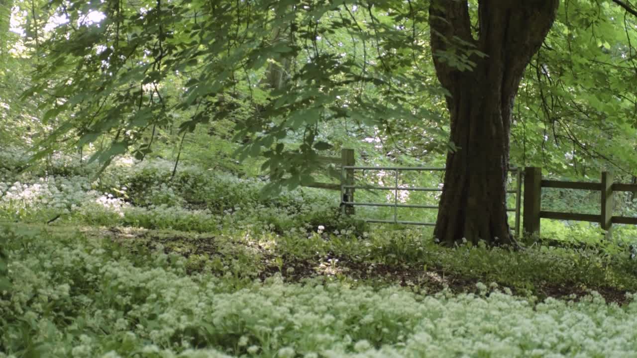 Ramsons wild garlic growing in woodland wide landscape tilting shot