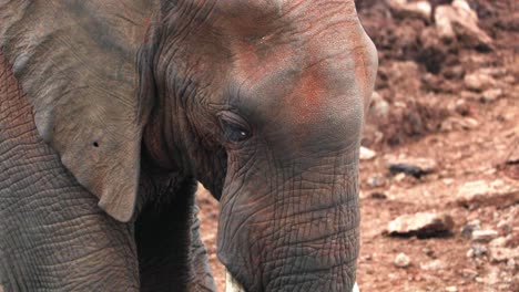 extreme closeup of an african elephant in aberdare national park, kenya, east africa