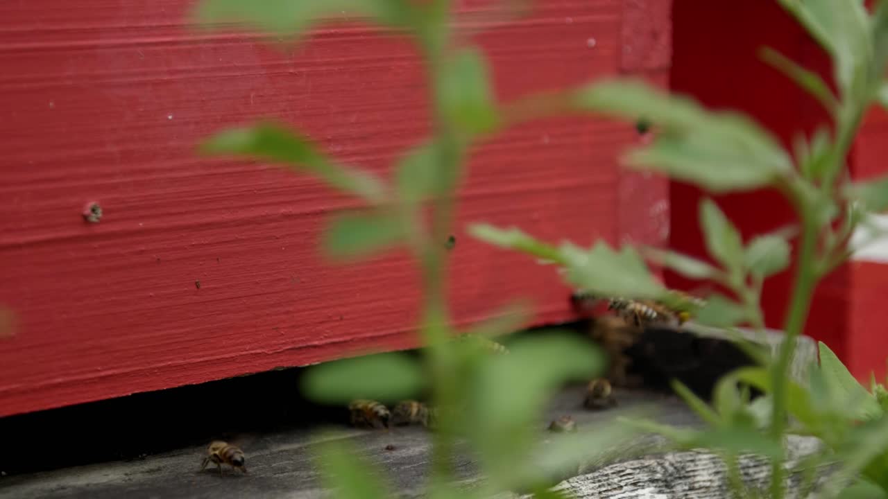 Close up shot, slow motion of bees flying around a bright red beehive