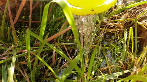 Pflanzen-In-Meinem-Garten-Gießen