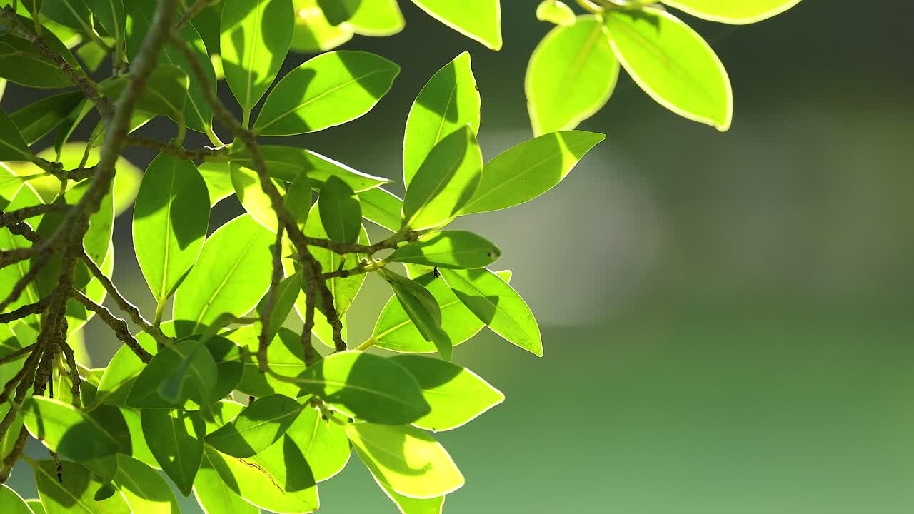 Vibrant green leaves gently swaying in sunlight, captured with soft focus and natural lighting in Gold Coast, Australia