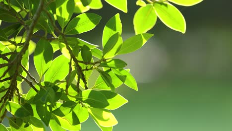 vibrant green leaves gently swaying in sunlight, captured with soft focus and natural lighting in gold coast, australia