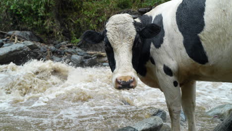 wild cow drinking water of flowing dirty river water arisis amazon river in ecuador