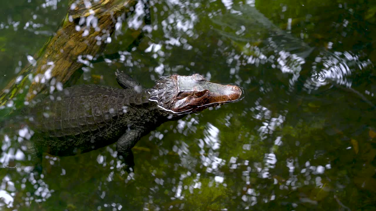 cocodrilo descansando tranquilamente, flotando en el agua