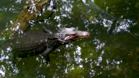 Crocodile-resting-quietly,-floating-on-water